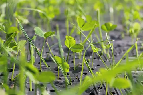 Rasen w&auml;chst durch (Mehr...)